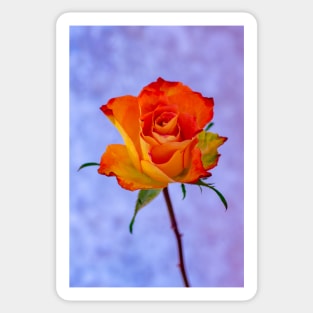 Single Orange and Yellow Rose Sticker